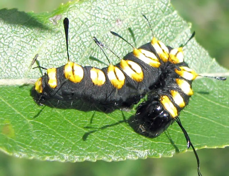 Funerary Dagger Moth Caterpillar