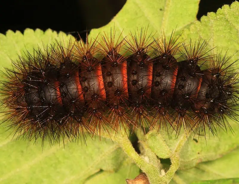 Giant Leopard Moth Caterpillar