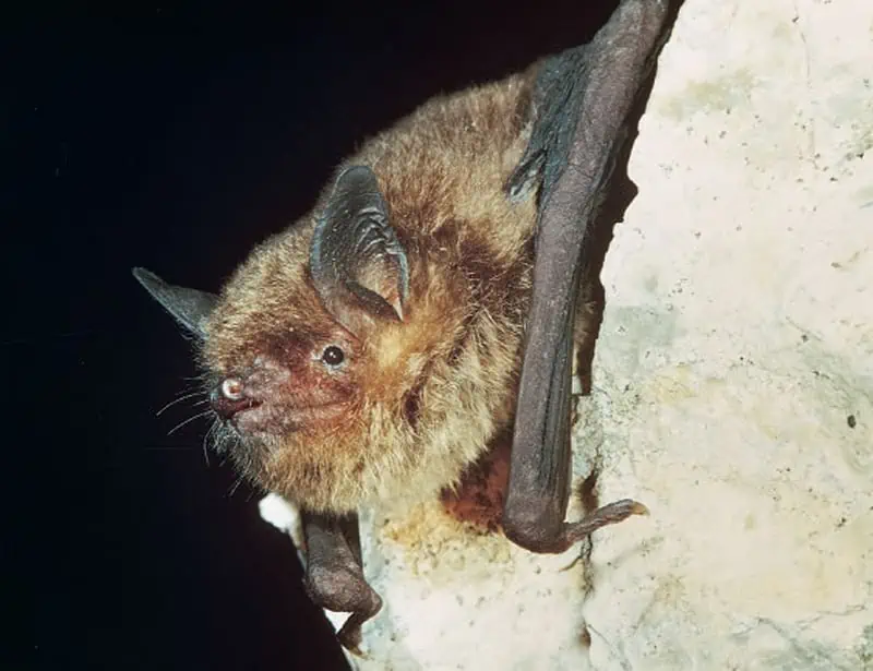 gray bat