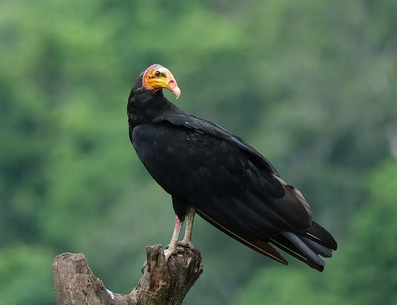 Greater Yellow-headed Vulture