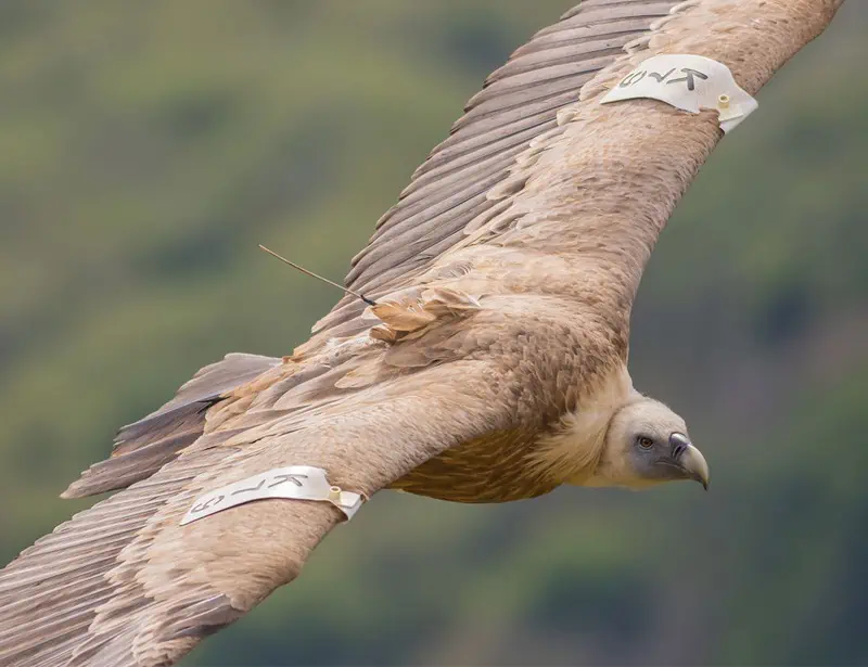 griffon vulture