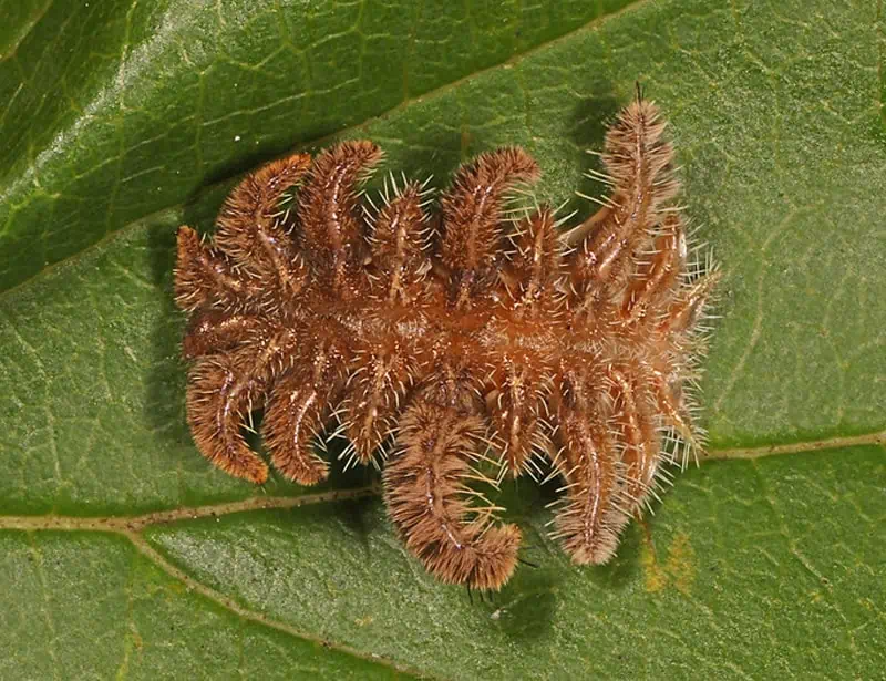 hag moth caterpillar