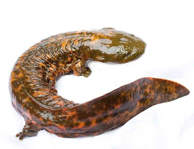 hellbender