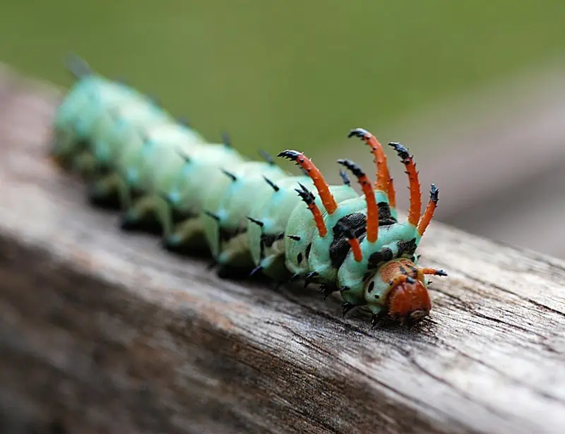  Hickory Horned Devil Caterpillar 