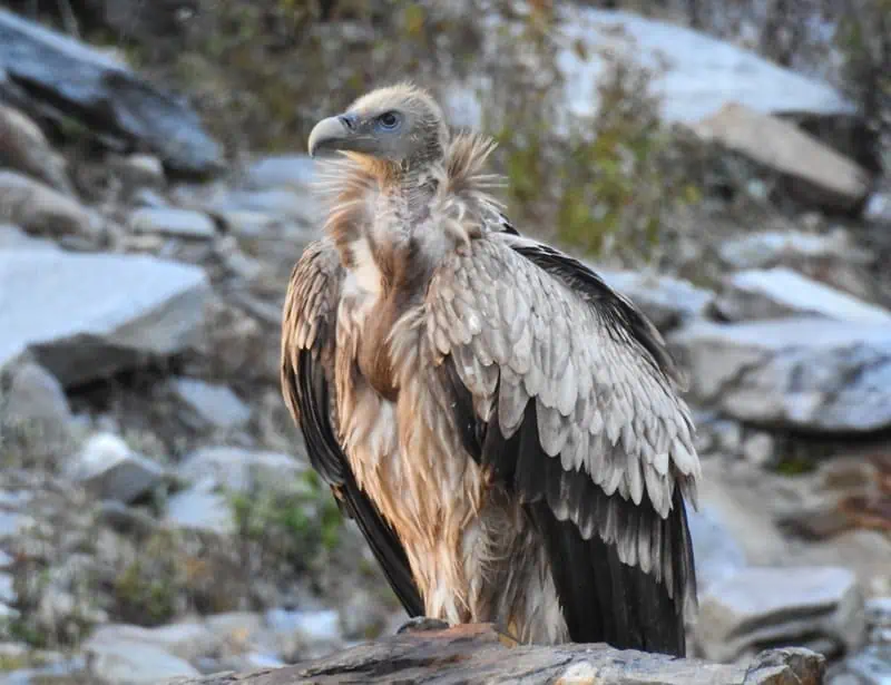 Himalayan Vulture