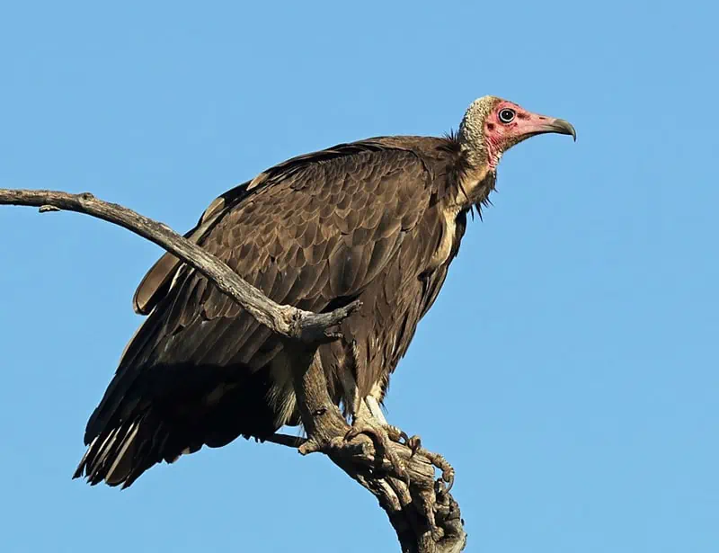 Hooded Vulture