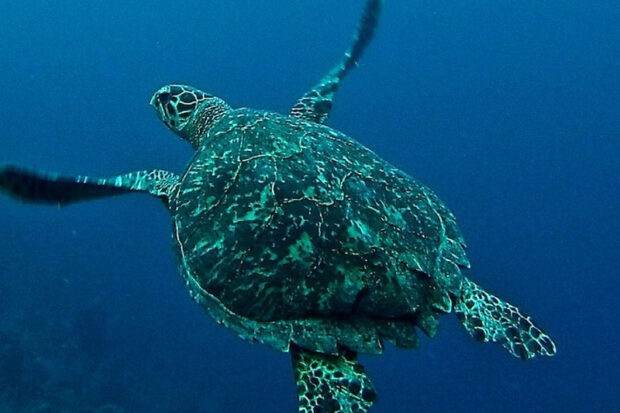 How Many Turtles Die A Year From Plastic Pollution?