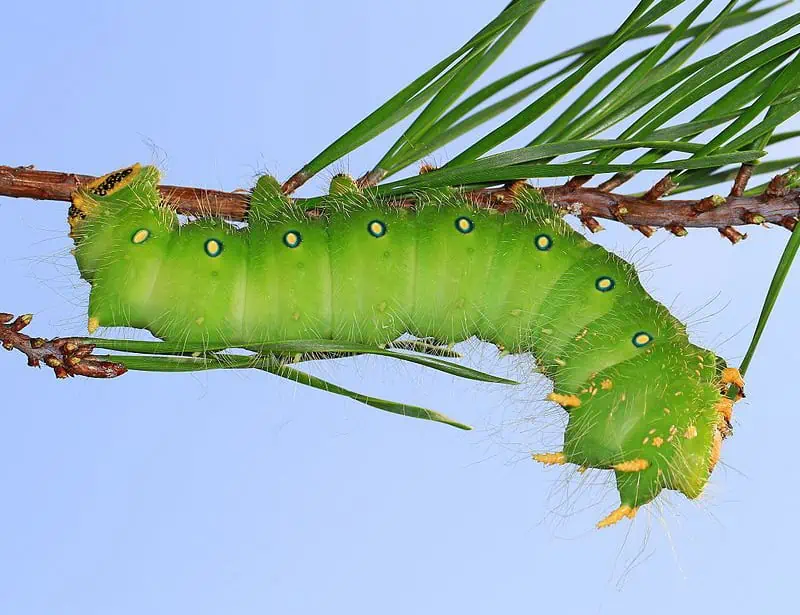 Imperial Moth Caterpillar