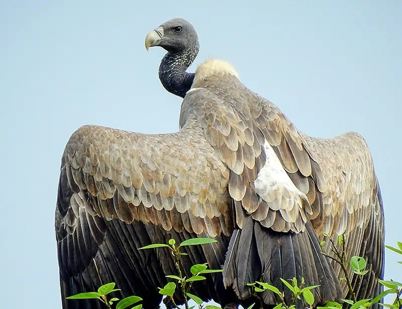 Indian Vulture