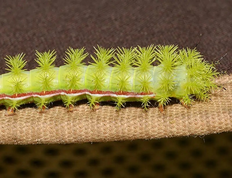 Io Moth Caterpillar