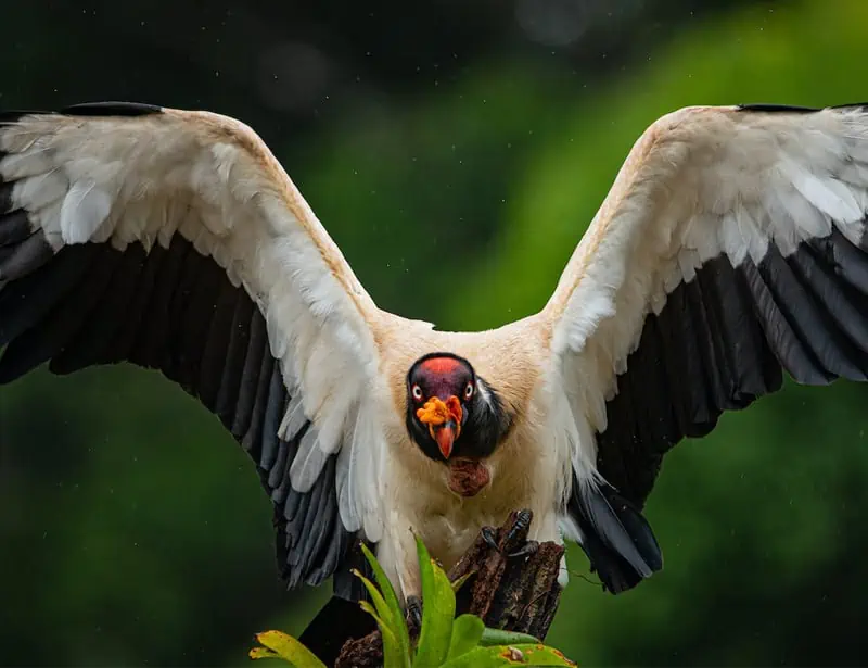 King Vulture