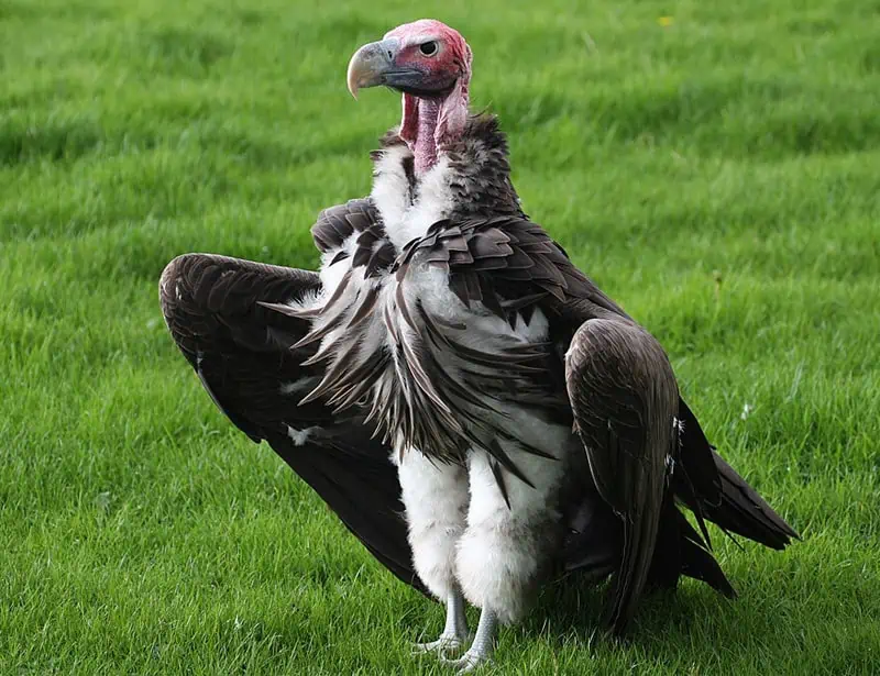 Lappet-faced Vulture