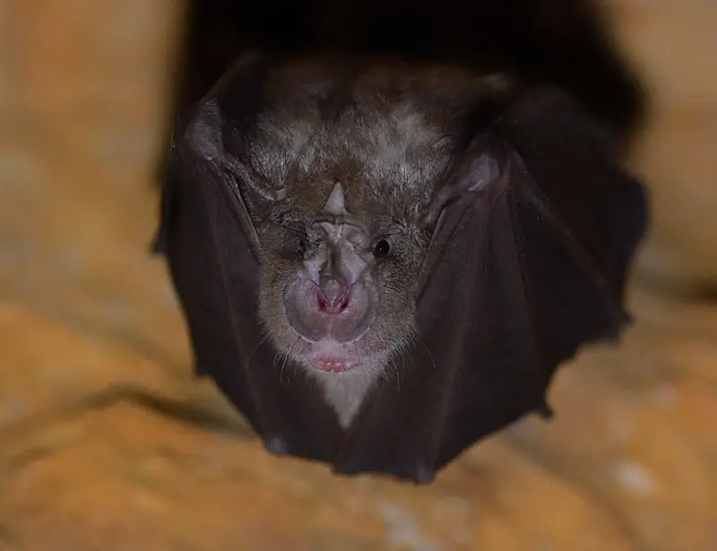 lesser horseshoe bat