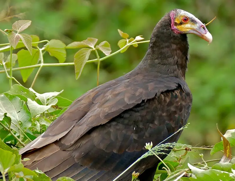 Lesser Yellow-headed Vulture