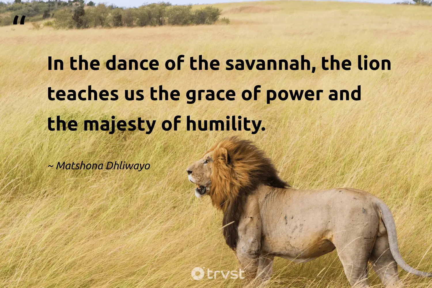 "In the dance of the savannah, the lion teaches us the grace of power and the majesty of humility." -Matshona Dhliwayo #trvst #quotes #socialimpact #bethechange #power #dance