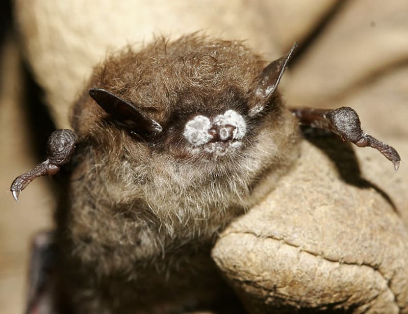 20 Types of Bats: Species, Facts and Photos