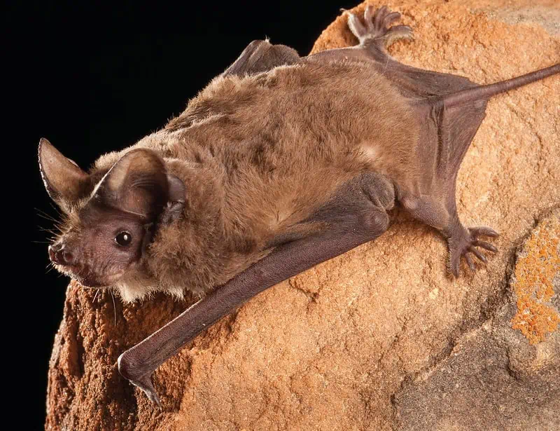 mexican free-tailed bat