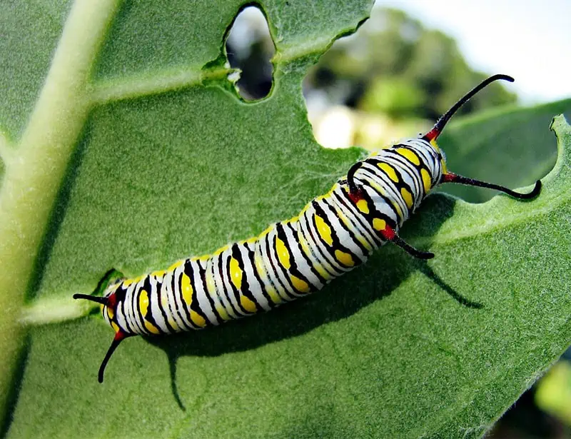 monarch caterpillar