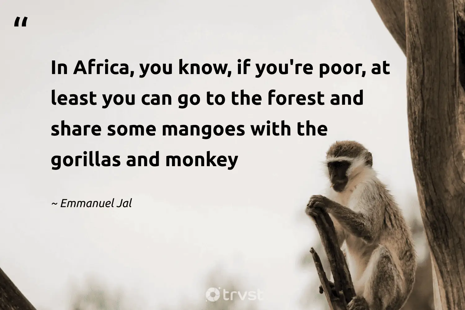 Monkey Life Quotes
