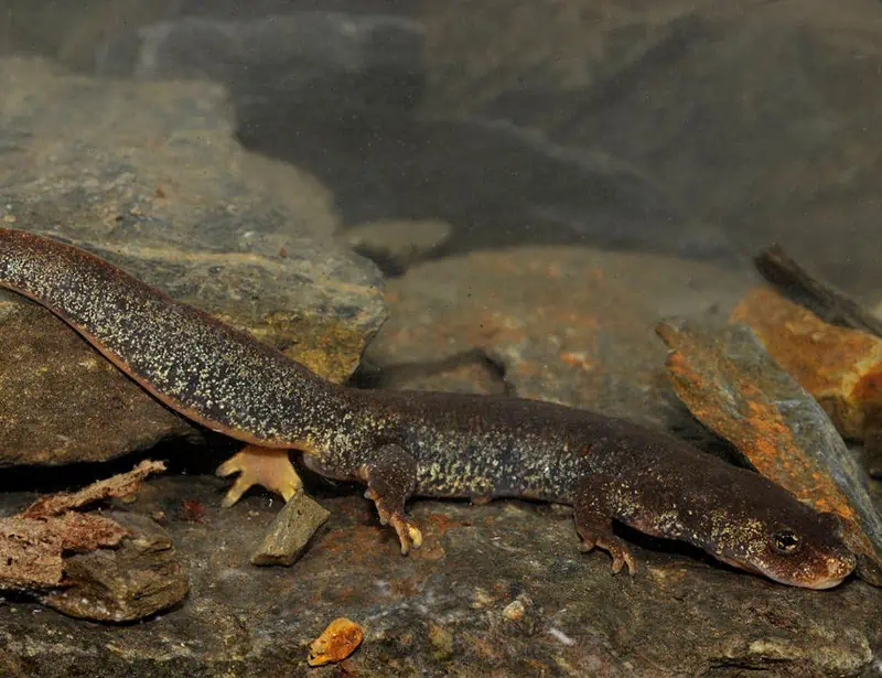 montseny brook newt