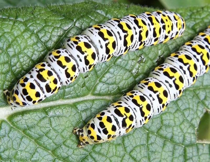 Mullein Moth Caterpillar