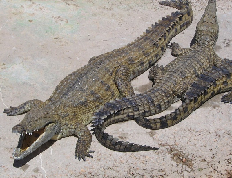 nile crocodile