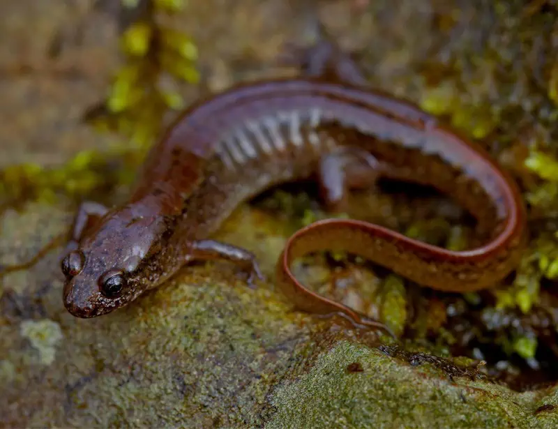 northern dusky salamander