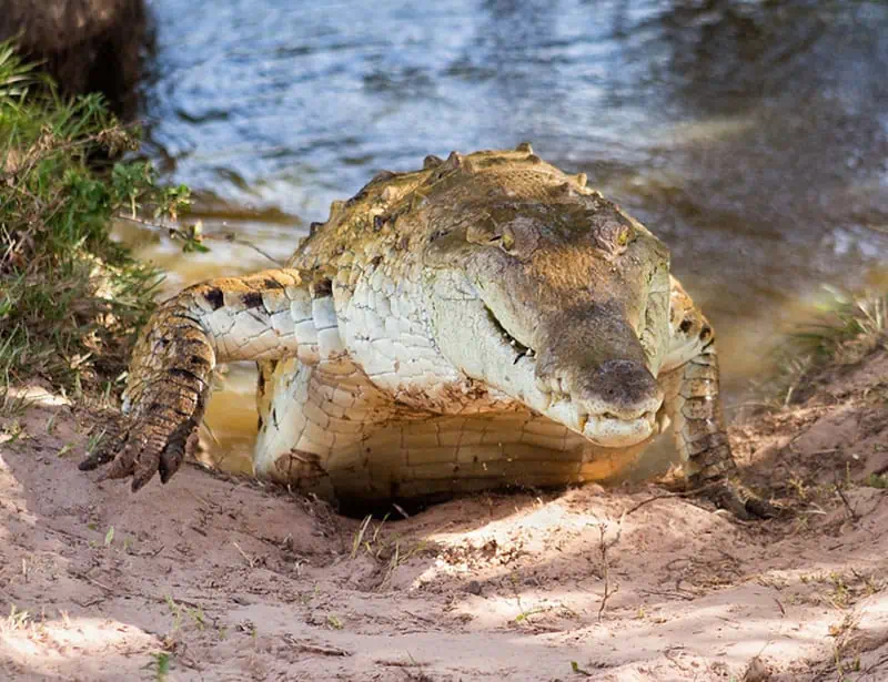 orinoco crocodile