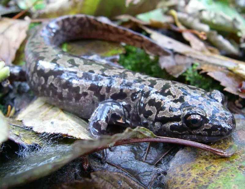 pacific giant salamander