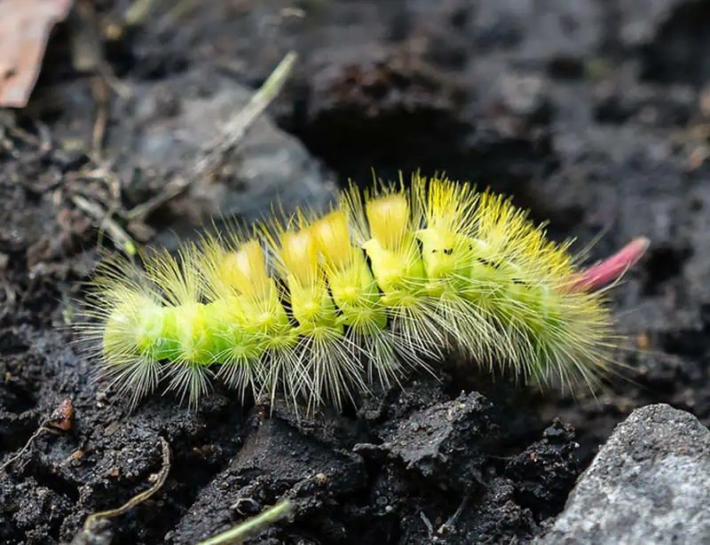 Pale Tussock Caterpillar
