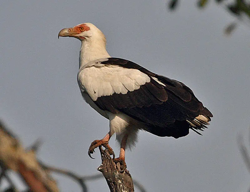 Palm-nut Vulture