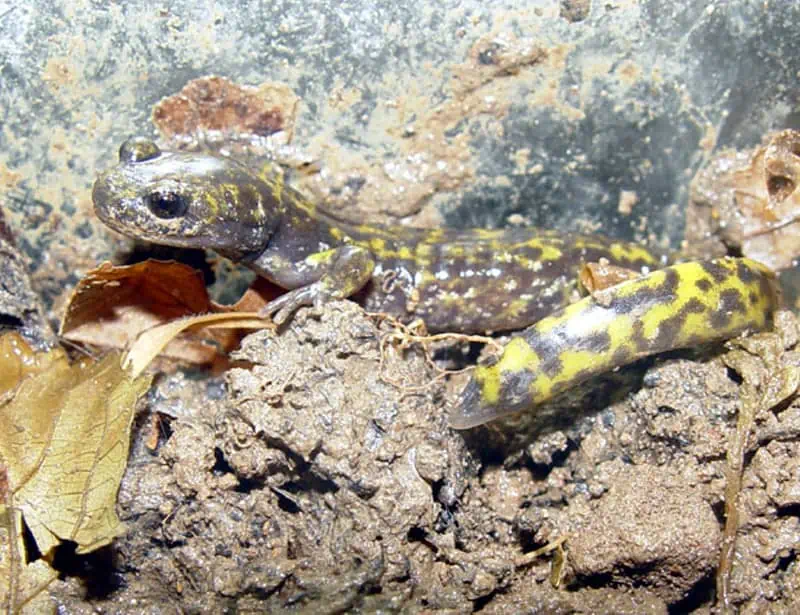 persian mountain salamander