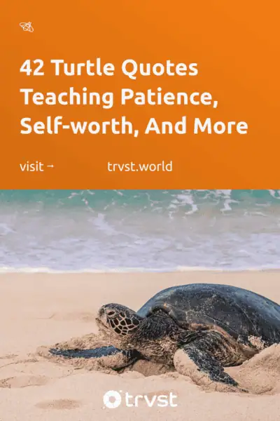 Pinterest Image for 42 Turtle Quotes Teaching Patience, Self-worth, And More
