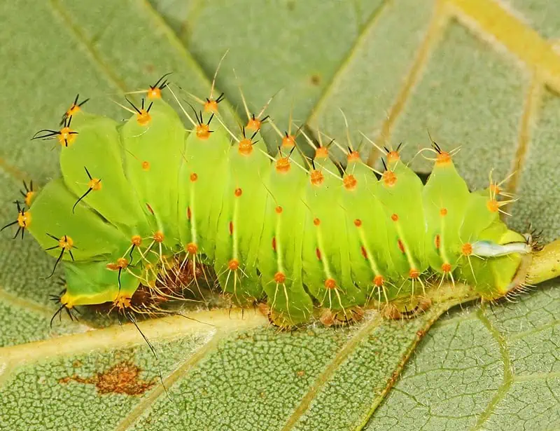 Polyphemus Moth Caterpillar