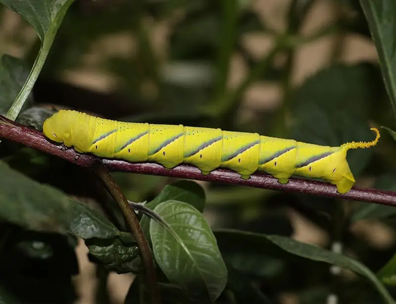 Privet Hawk Moth Caterpillar