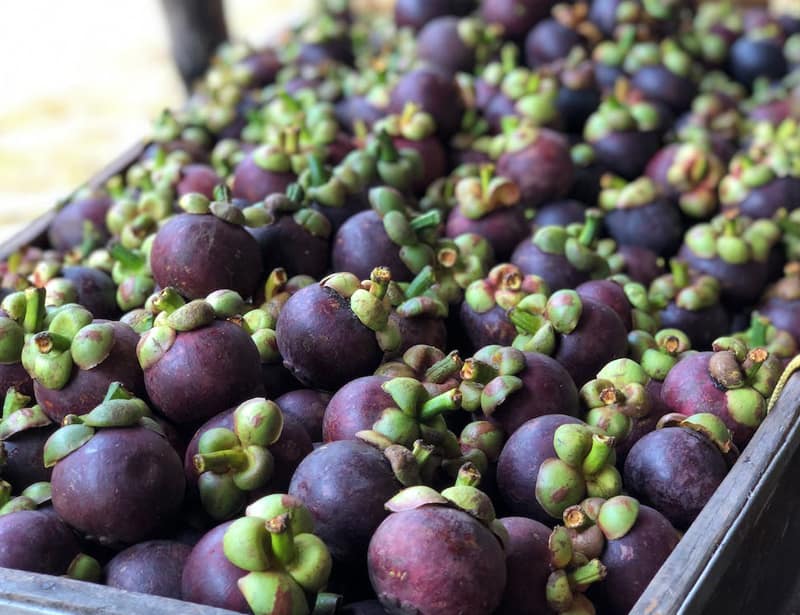 purple mangosteen