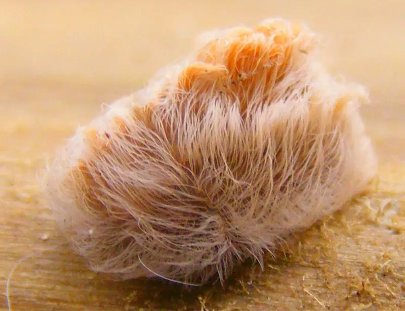 Puss Caterpillar