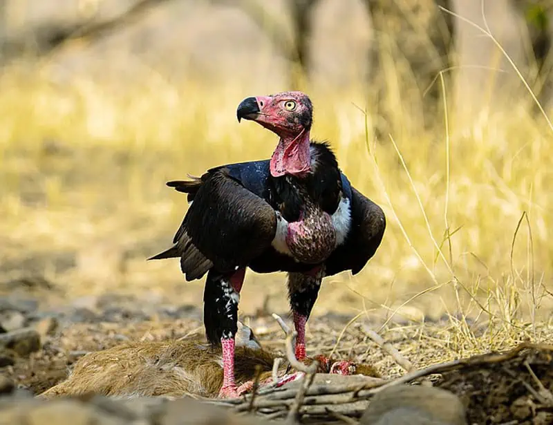 Red-headed Vulture