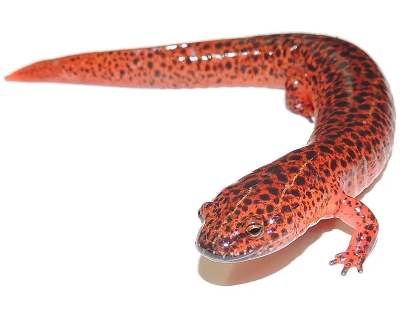 red salamander