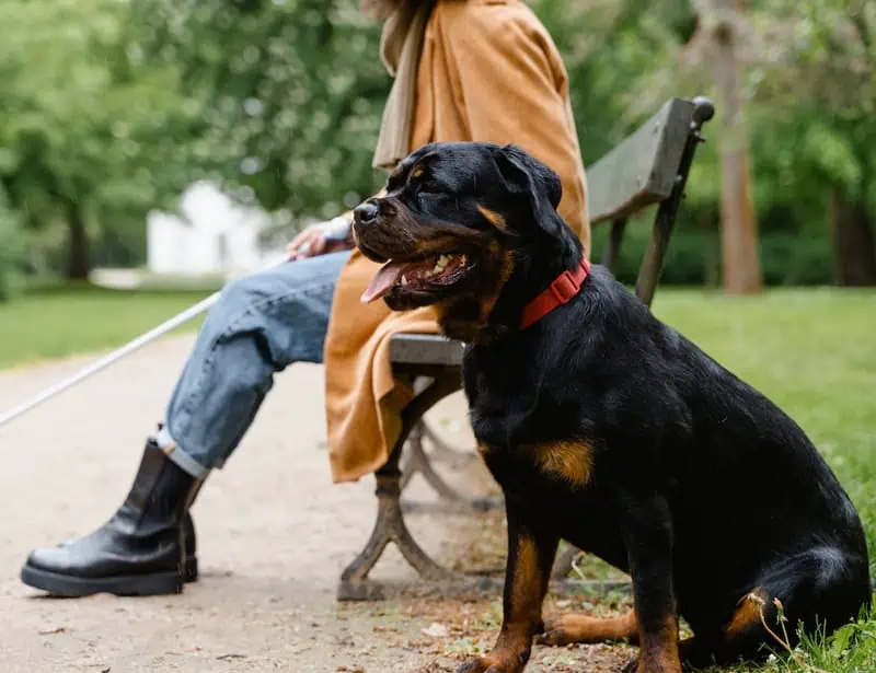 rottweiler guide dog