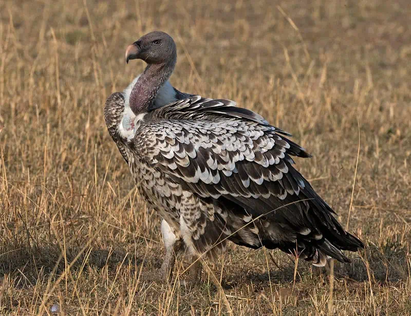  Ruppell's Vulture