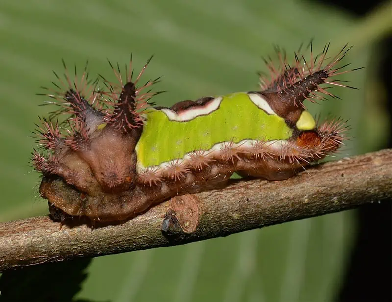 Saddleback Caterpillar