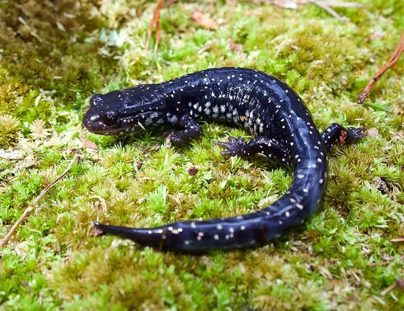 southern slimy salamander