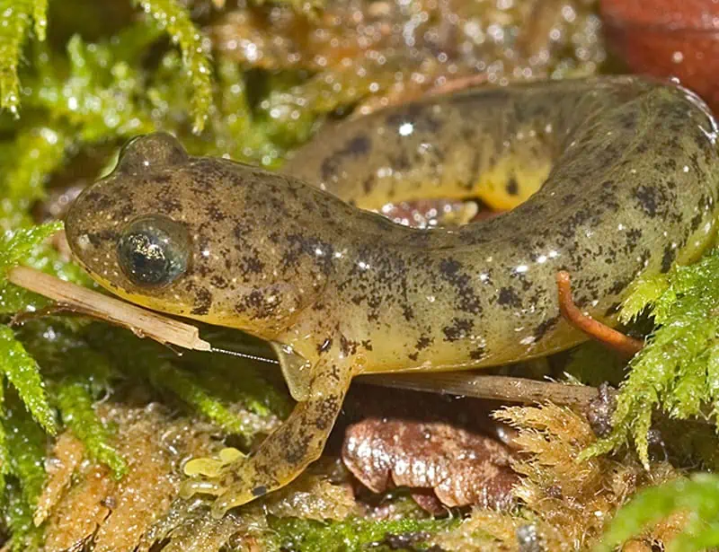 southern torrent salamander