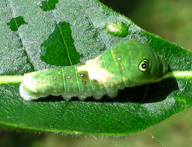 Tiger Swallowtail Caterpillar