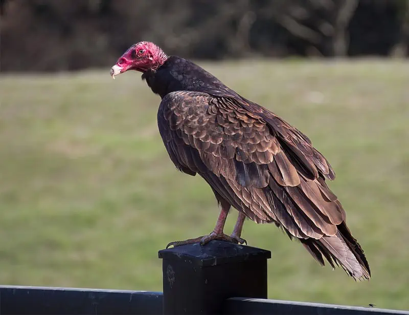 Turkey Vulture
