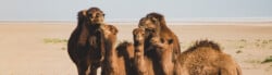 types-of-camel