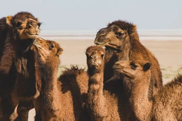 4 Types of Camels: Species, Facts and Photos