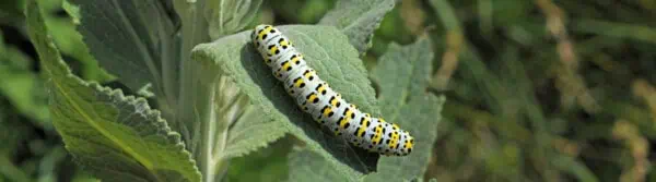types of caterpillar