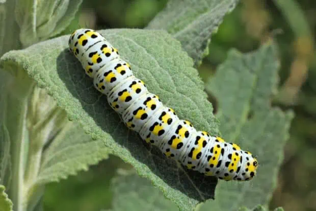 20 Types of Caterpillars: Species, Facts and Photos